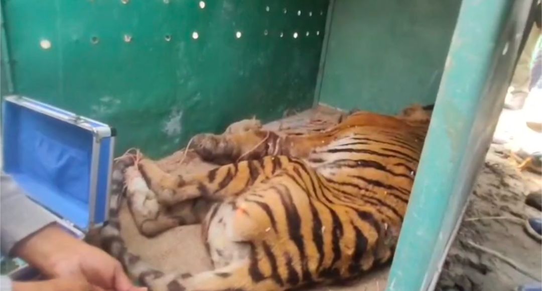 সুন্দরবনে ফাঁদে আটকে থাকা বাঘ উদ্ধার, নেওয়া হচ্ছে রেসকিউ সেন্টারে