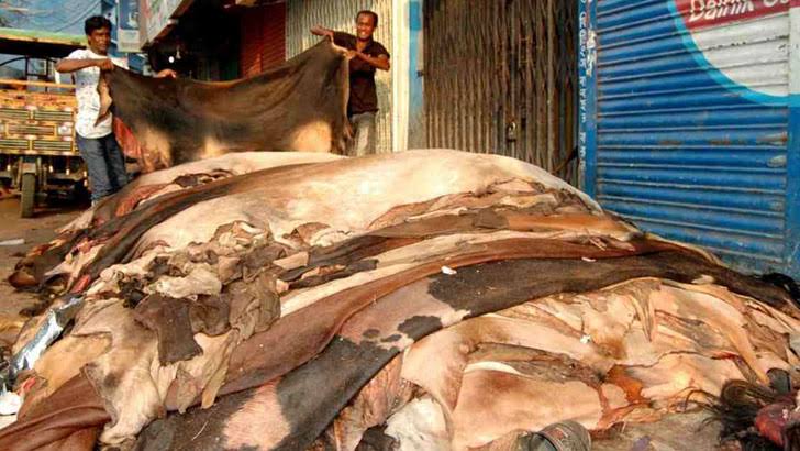 গরুর চামড়া ৮০০, ছাগলের ১০ টাকা