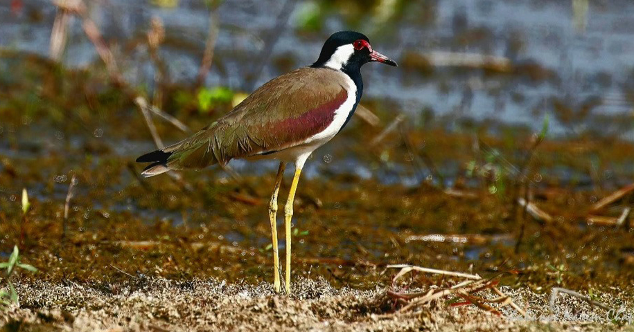 দৈইখাওয়া গ্রামের হট্টিটি