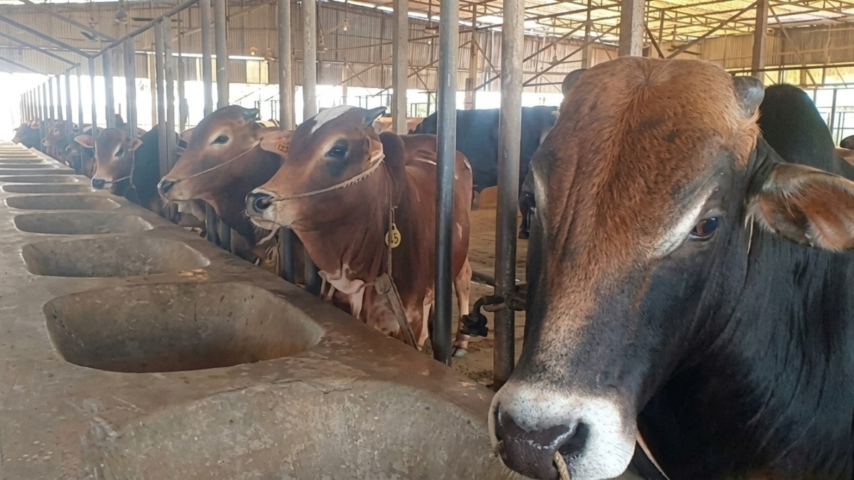 কিশোরগঞ্জে জমে উঠেছে কোরবানির পশুর বাজার, প্রস্তুত প্রায় ২ লাখ গবাদিপশু