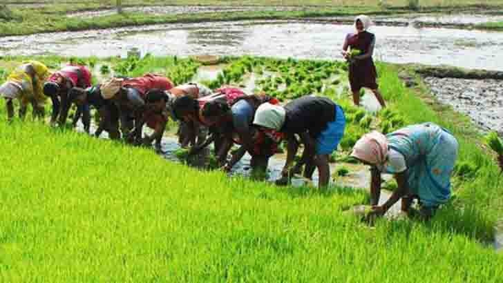 ভারী বৃষ্টিপাতের পূর্বাভাস, কৃষকদের জন্য ৮ পরামর্শ