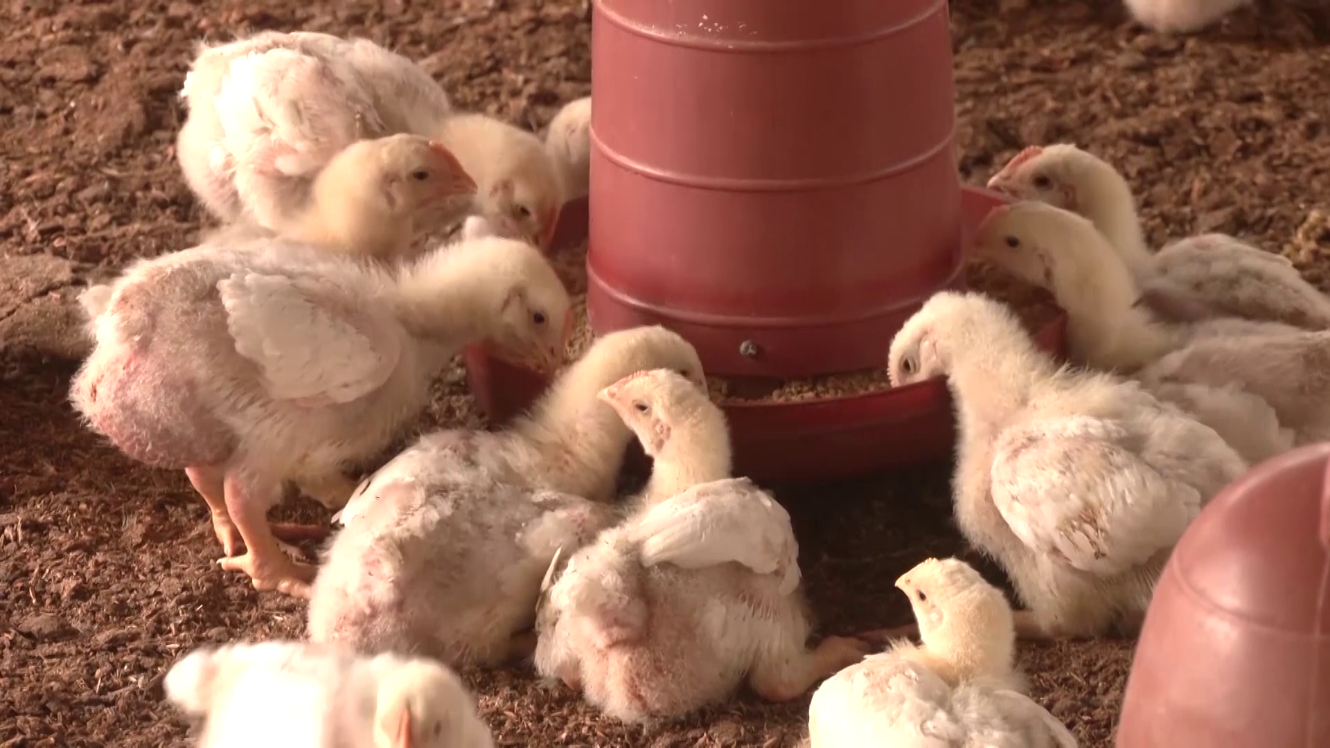 আবারও দেশে বার্ড ফ্লু শনাক্ত, উদ্বেগ বাড়ছে খামারিদের