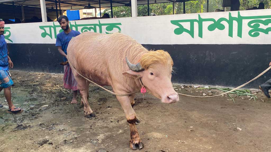 আটকে গেল ‘ডোনাল্ড ট্রাম্পের’ কোরবানি
