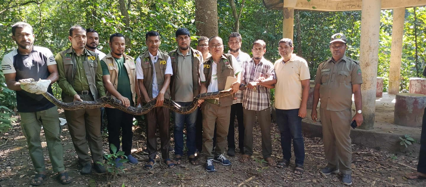 কাপ্তাই উদ্যানে ১৫ কেজি ওজনের অজগর অবমুক্ত