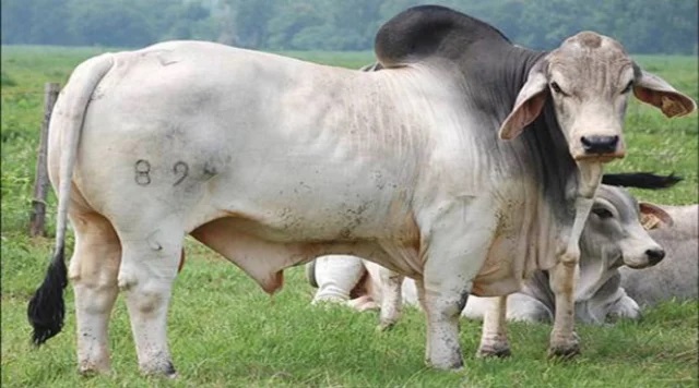 সাদিক অ্যাগ্রো থেকে ব্রাহমা জাতের ৬ গরু জব্দ