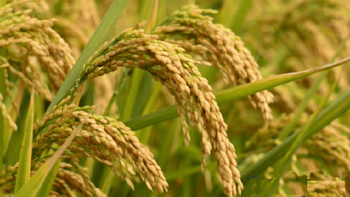 ধানের নতুন ৬ জাত অবমুক্ত, সবগুলোই উচ্চ ফলনশীল