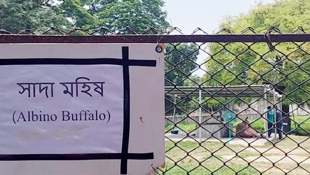 গরমে কাহিল ‘ডোনাল্ড ট্রাম্প’, স্বস্তি দিতে দুটি ফ্যান