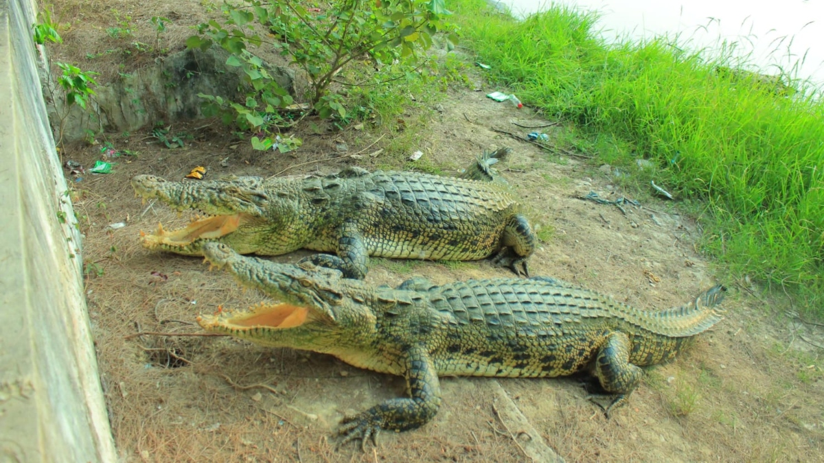 টেংরাগিরি কুমির প্রজনন কেন্দ্র: এক যুগে শতাধিক শাবক, বাঁচেনি একটিও