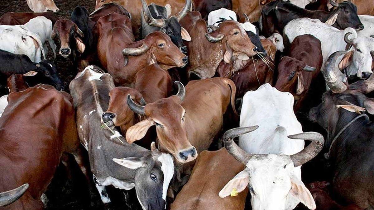 প্রকাশ্যে পশু জবাইয়ে নিষেধাজ্ঞা বহাল কলকাতা হাইকোর্টে