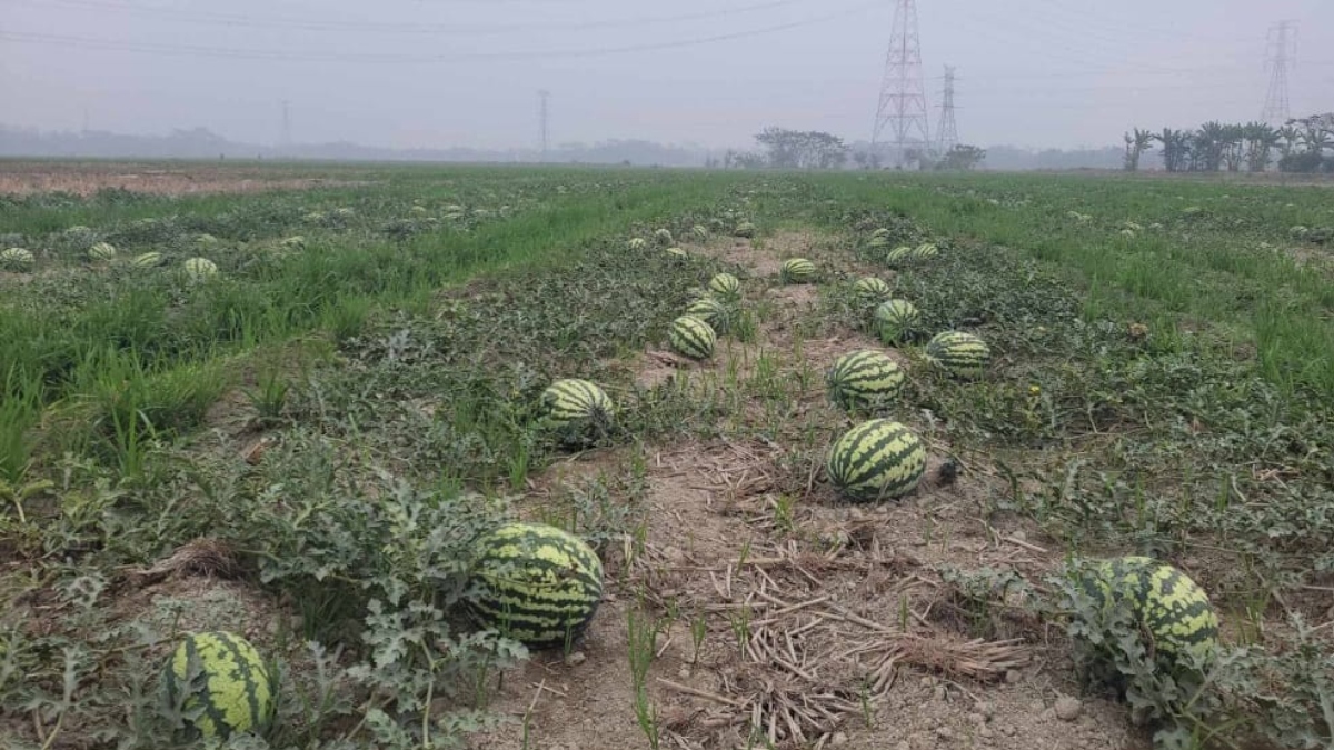 ক্রেতা সংকটে আমতলীর তরমুজ চাষিরা, শতকোটি টাকা লোকসানের শঙ্কা