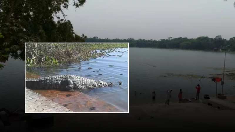 খানজাহান আলীর মাজার দীঘি থেকে সরছে কুমির