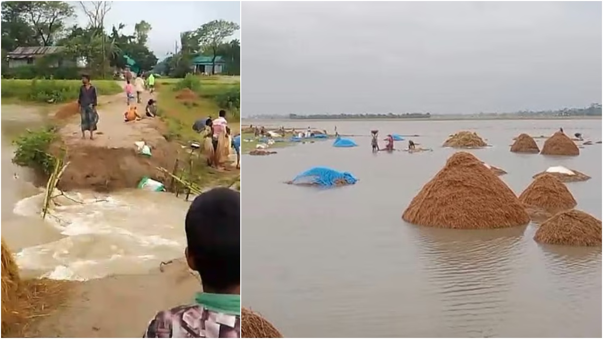 সুনামগঞ্জে অতিবৃষ্টি ও পাহাড়ি ঢলে ভেঙেছে দুটি বাঁধ, ডুবছে জমির ধান