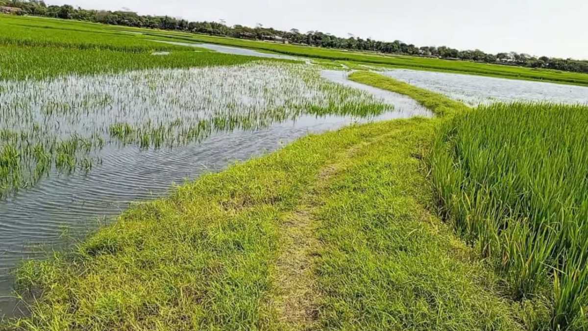 জলে ডুবছে স্বপ্ন, ‘দেখার হাওরে’ তলিয়ে যাচ্ছে ৫০০ একর ধান