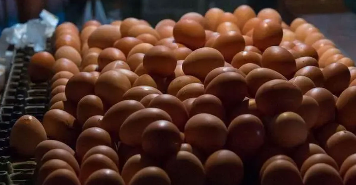 ডিম আমদানির সুযোগ দেওয়ায় উদ্বেগ প্রাণিসম্পদ মন্ত্রণালয়ের