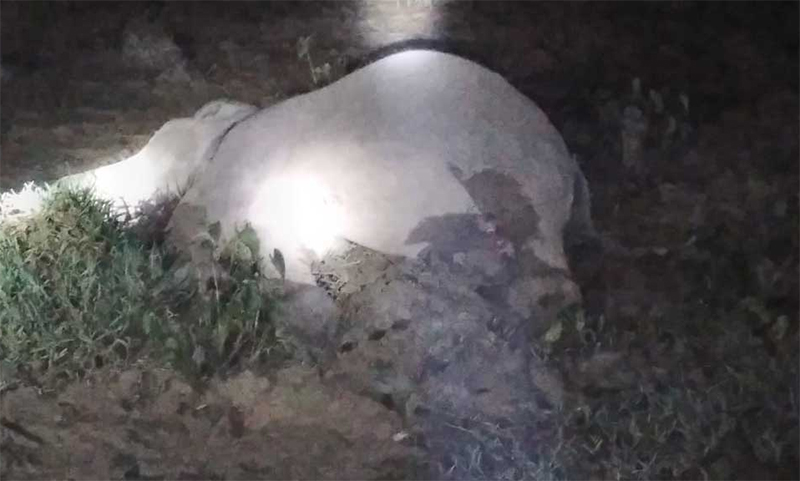 জেনারেটরের তারে জড়িয়ে প্রাণ গেল হাতির