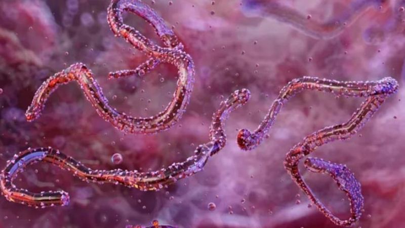 প্রথমবারের মতো মারবুর্গ ভাইরাসে আক্রান্ত ইথিওপিয়া