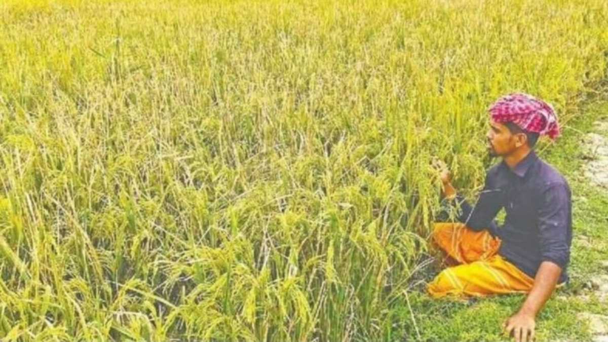 অষ্টগ্রামে জ্বালানি সংকট ও ‘নেক ব্লাস্টে’ বোরো উৎপাদন ঝুঁকিতে, উদ্বিগ্ন কৃষক