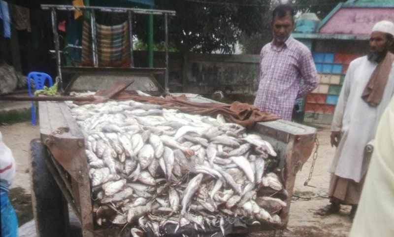 মাছ চুরি মামলায় ২ ছাত্রদল নেতাসহ গ্রেপ্তার ৩