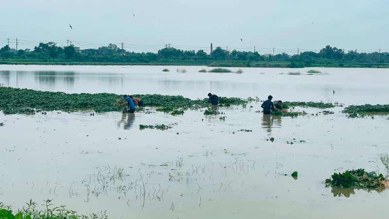পাহাড়ি ঢলে ডুবল গোমতীর চরাঞ্চল, সহস্রাধিক কৃষকের ফসলহানি