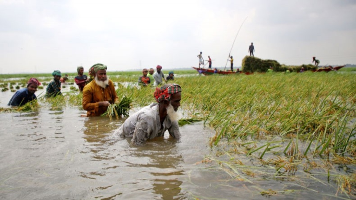 কিশোরগঞ্জে তলিয়ে গেছে ২ হাজার হেক্টর জমির ধান, কৃষকের আহাজারি