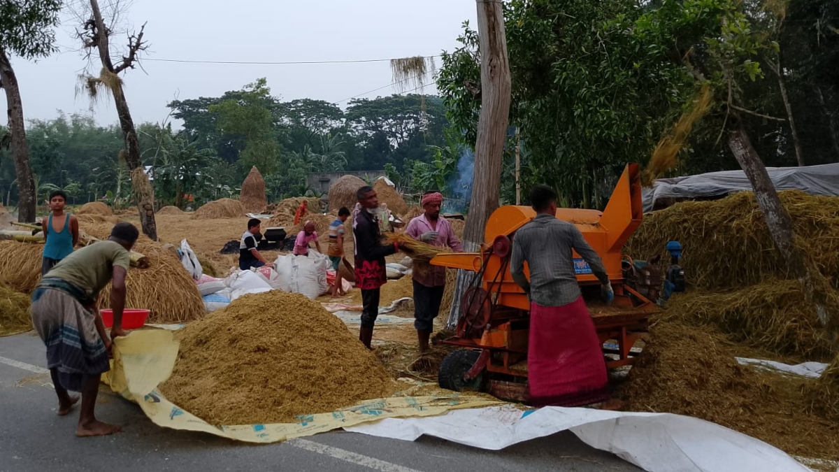 নান্দাইলে জ্বালানি সংকটে ধান মাড়াই ব্যাহত, কৃষকদের ভোগান্তি