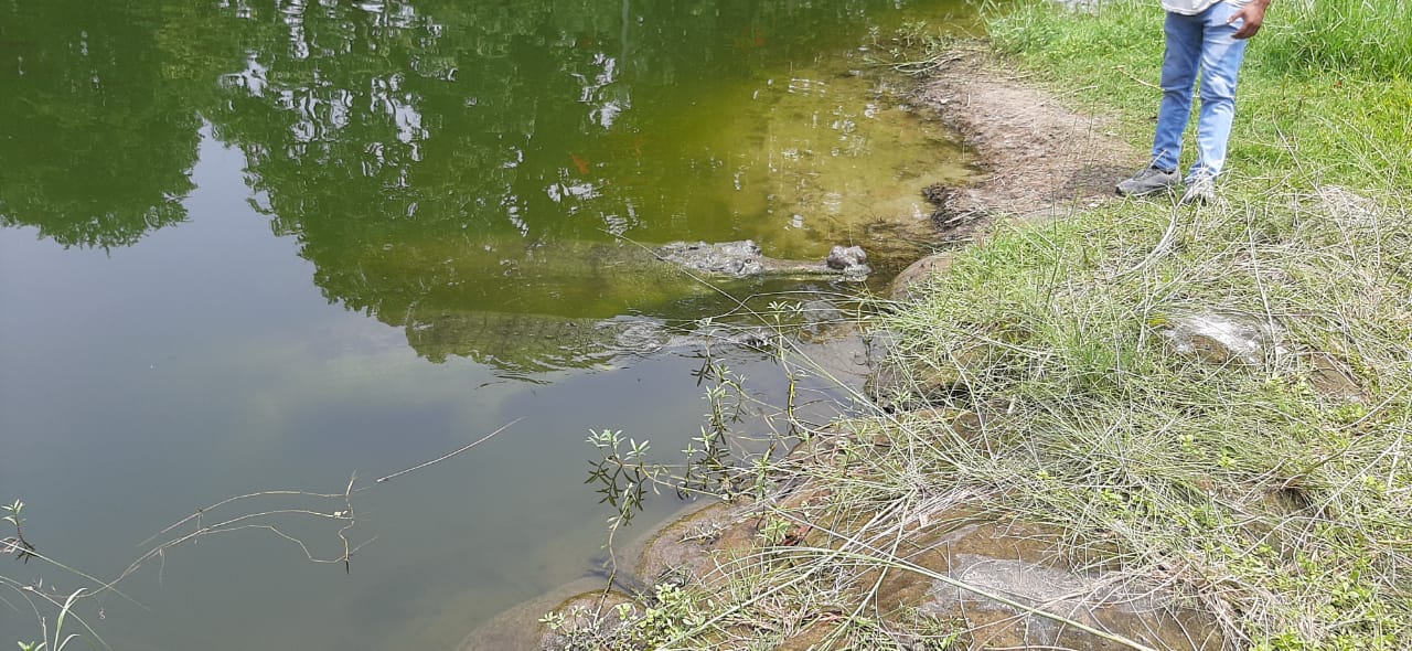 ৬ দফায় ডিম দিয়েও বাচ্চা ফোটাতে ব্যর্থ ঘড়িয়াল জুটি