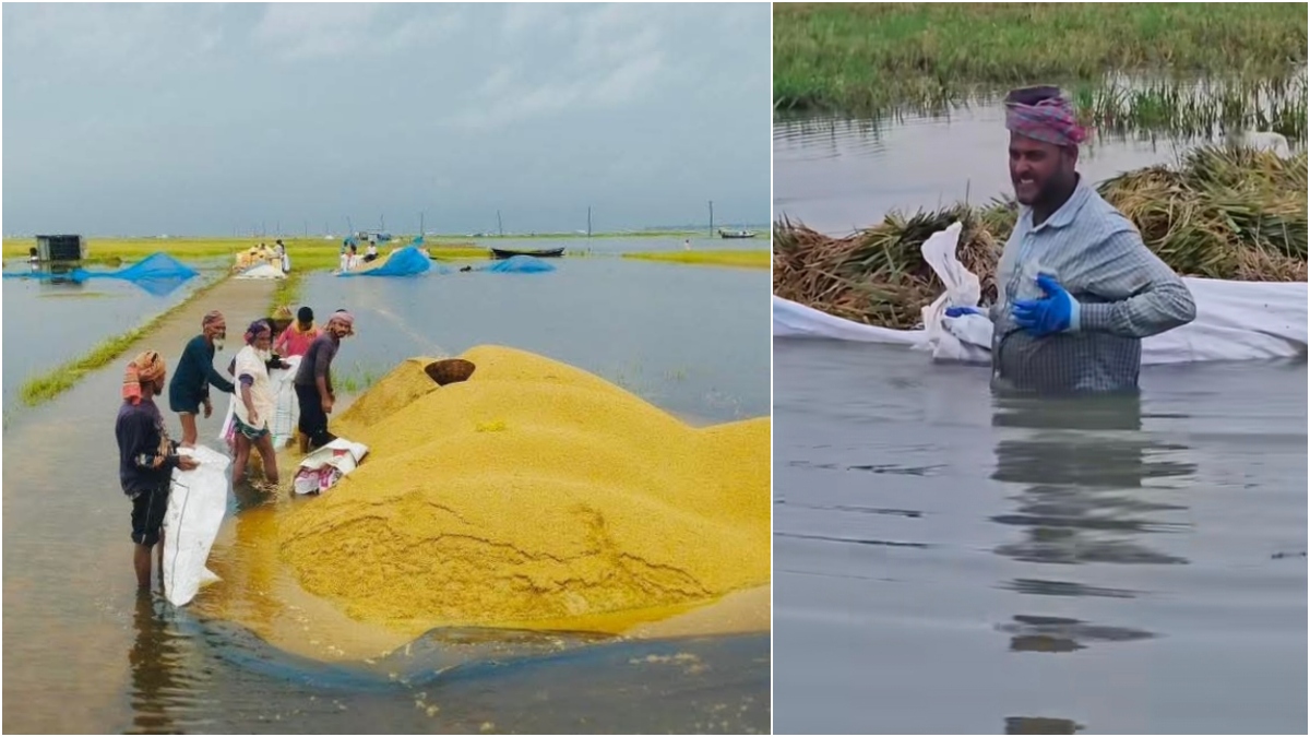 ‘এই ধান বেপারিও নেয় না, সরকারও নেয় না— পোলাপান লইয়া কী খামু?’