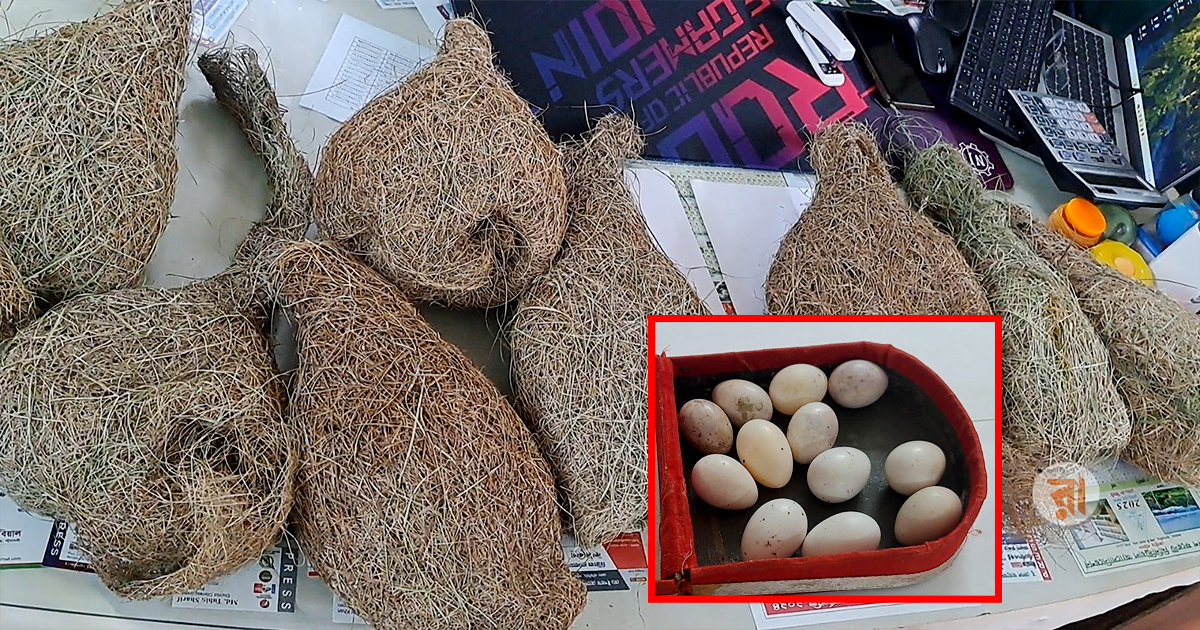 বাবুই পাখির বাসা ও ডিম ধ্বংস, অভিযুক্ত পলাতক