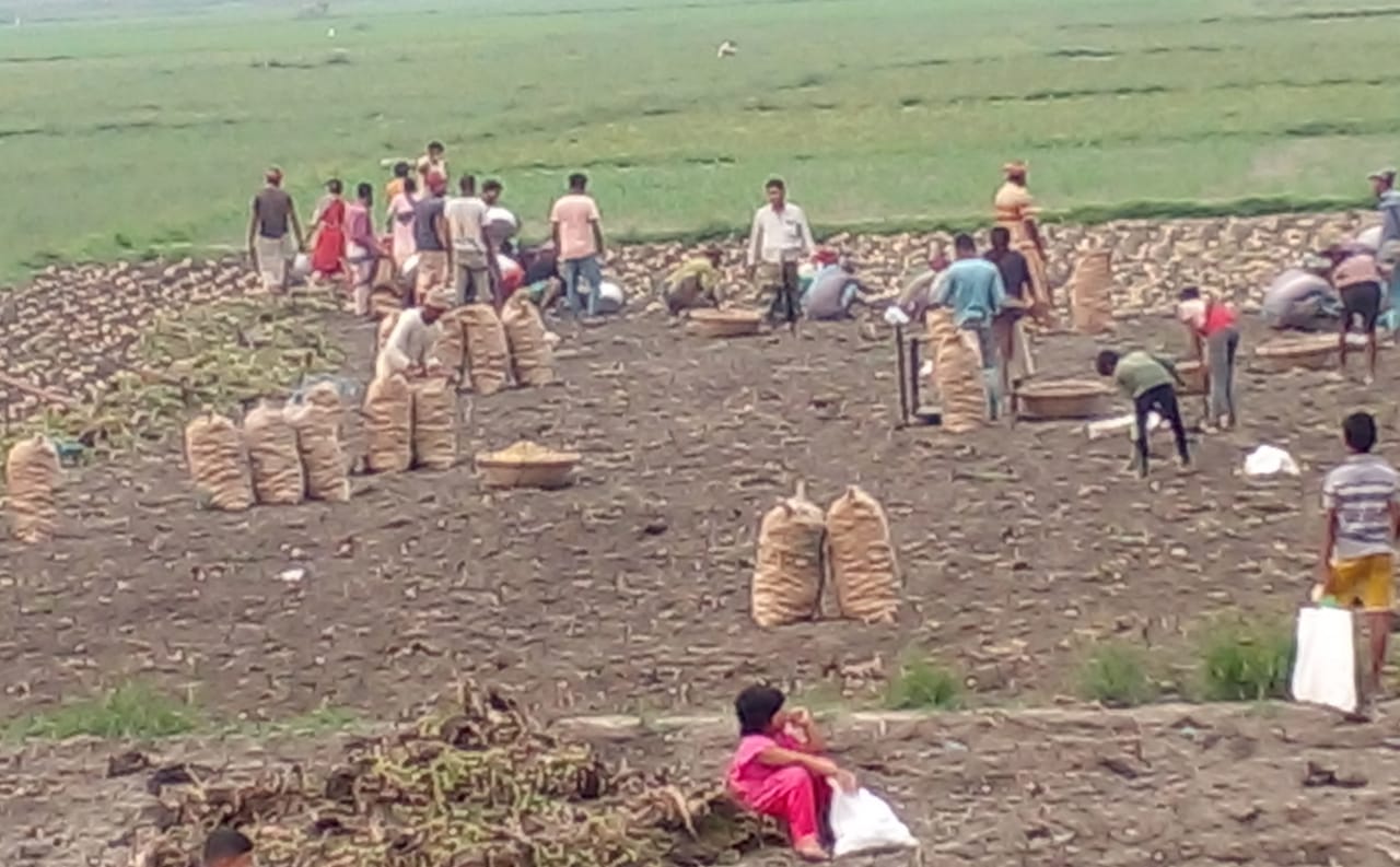 শ্রীনগরে আলুর মণ কেনাবেচা হচ্ছে ১০৫০-১০৭৫ টাকা