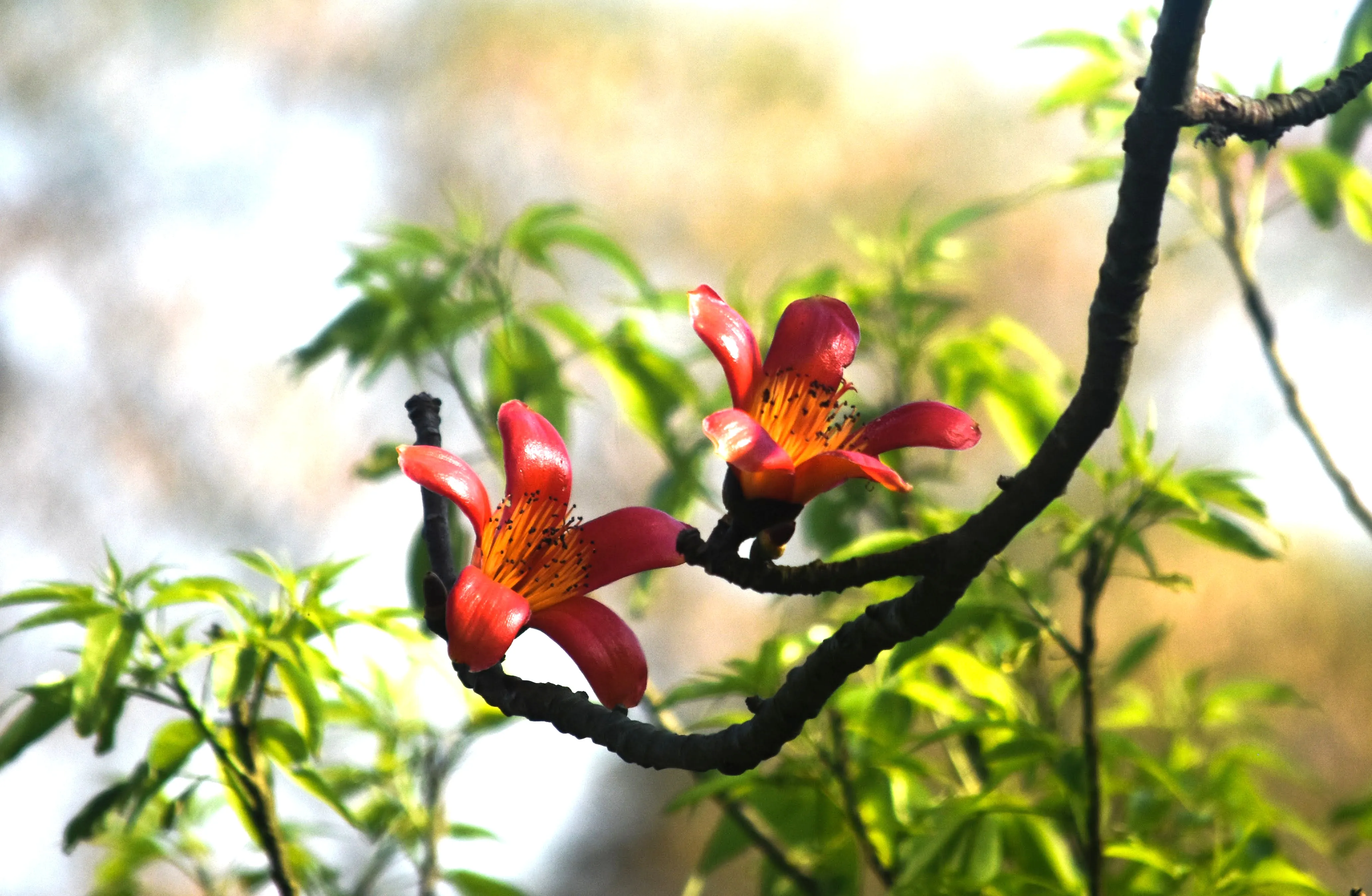 রক্তরাঙা শিমুল
