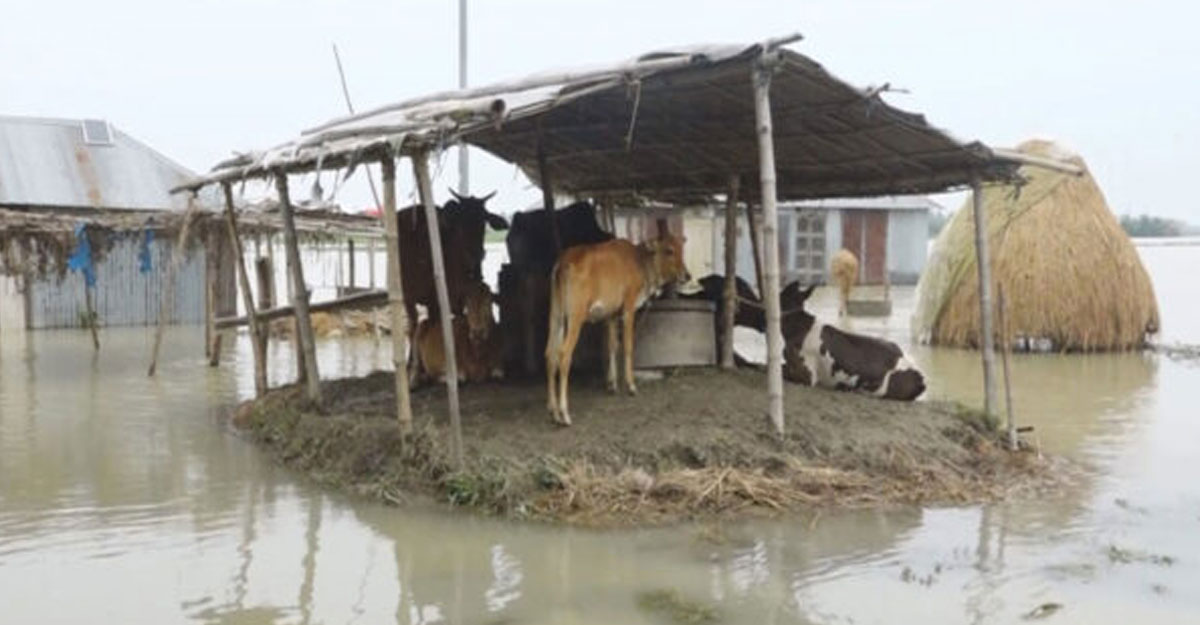 সিরাজগঞ্জে লাখো মানুষ পানিবন্দি