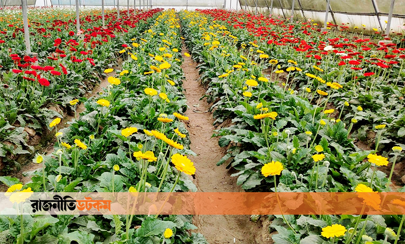 ফুলে রঙিন গদাখালি, ৩ দিবসে বিক্রির টার্গেট শত কোটি