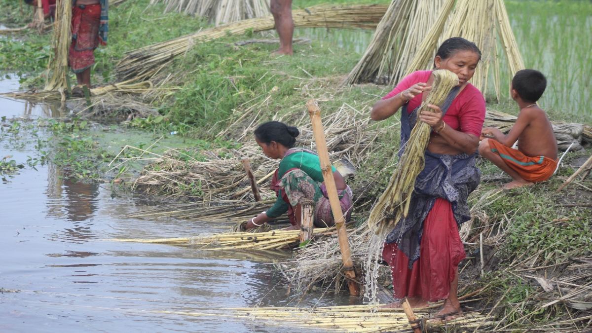 রংপুরে ২০ বছরে পাট চাষ কমেছে ৭০ শতাংশ