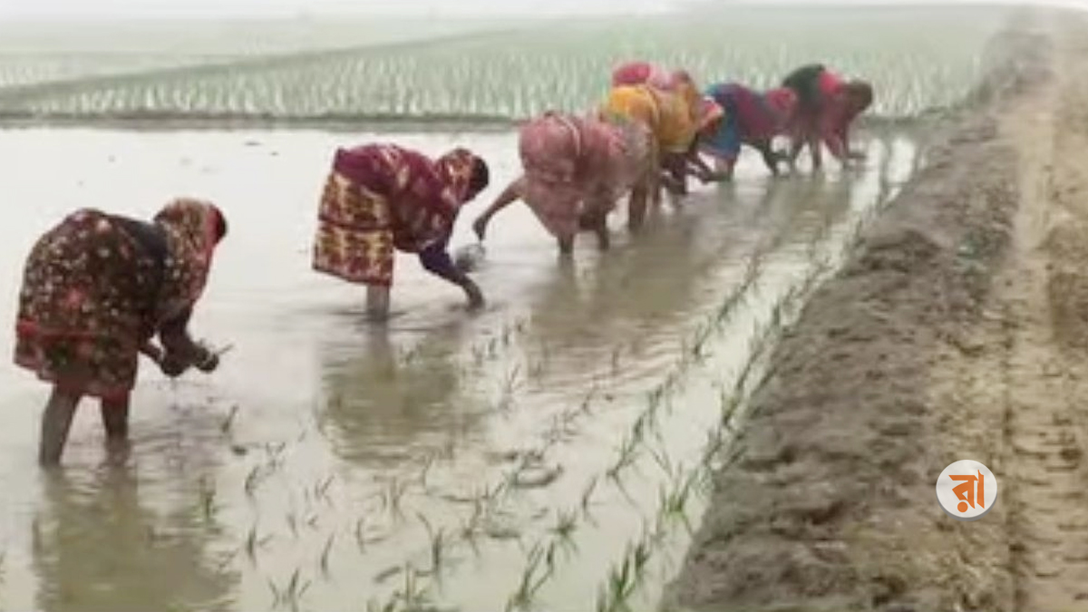 হাড়কাঁপানো শীতেও হাওরে বোরো আবাদের কর্মযজ্ঞ
