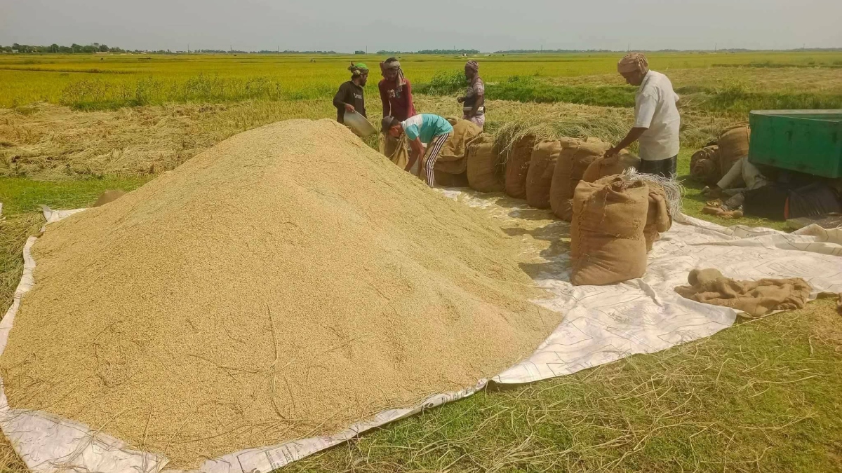 কিশোরগঞ্জের হাওরে ধানের বাম্পার ফলনেও লোকসানের শঙ্কায় কৃষক