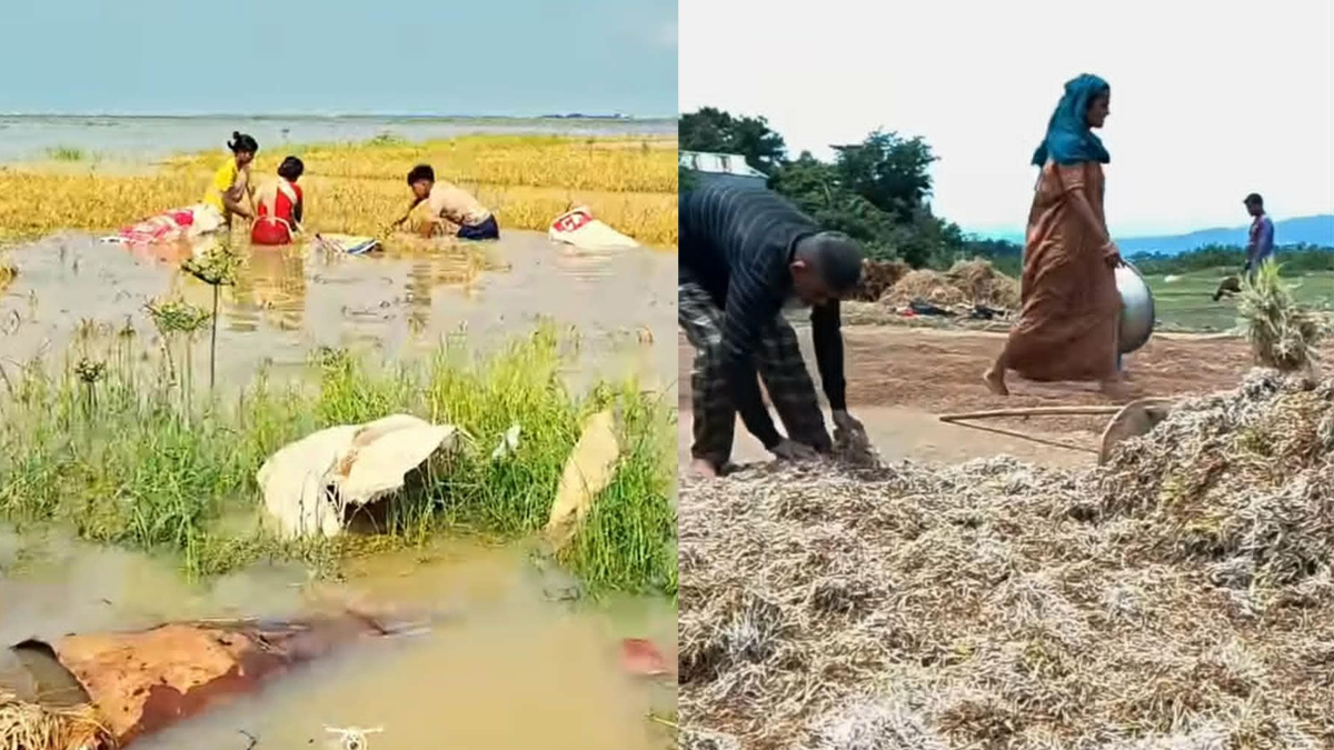 হাওরে বাড়ছে পানি, কমছে কৃষকের বাঁচার আশা