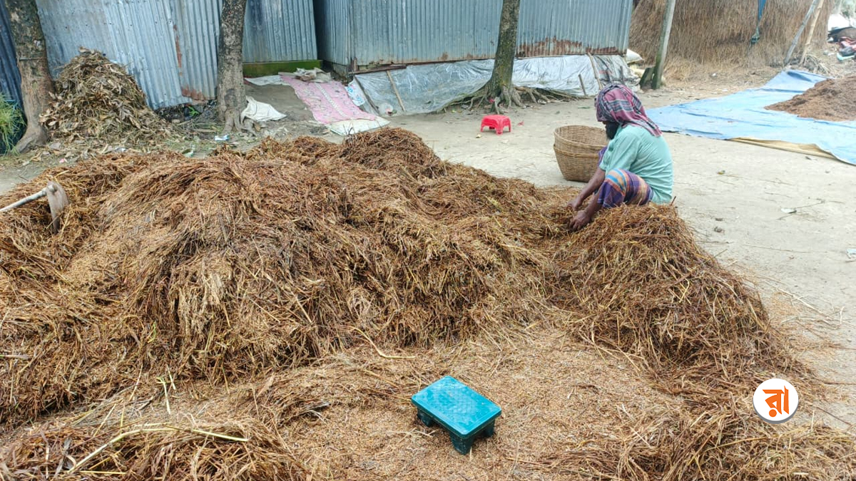 ‘ইচ্ছা আছিল‌ ধান বেইচ্চা কোরবানি দিমু, হেই ইচ্ছা আর পূরণ করতাম পারলাম না’
