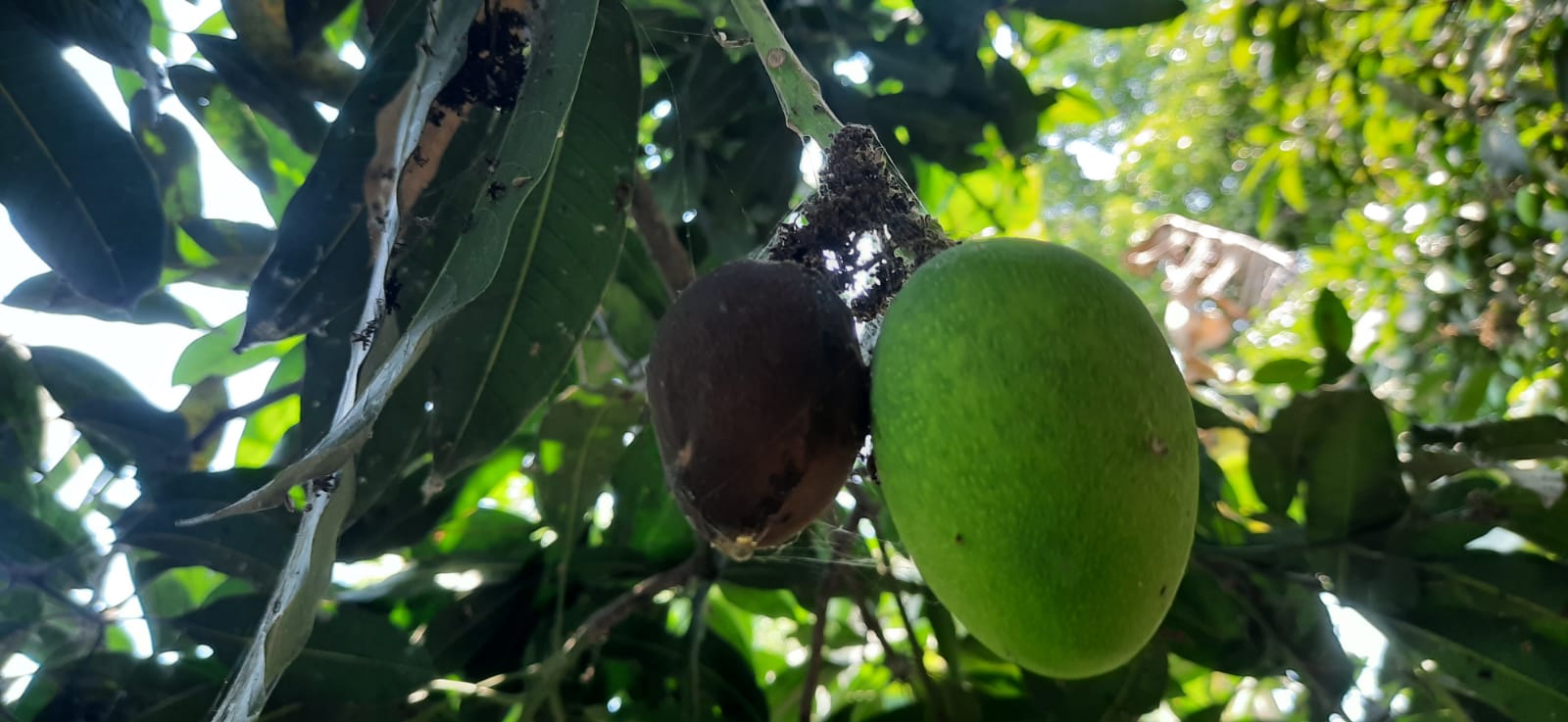 রাজশাহীতে দাবদাহ ও পোকার উপদ্রবে ঝরছে আমের গুটি