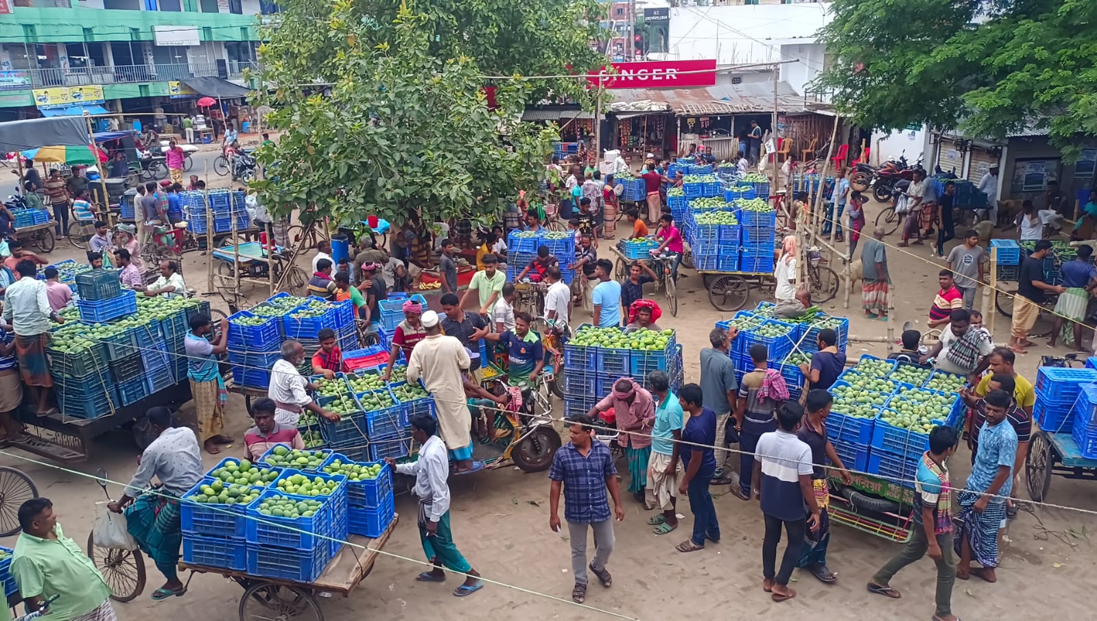 রাজশাহীতে গোপালভোগও জমাতে পারেনি আমের হাট