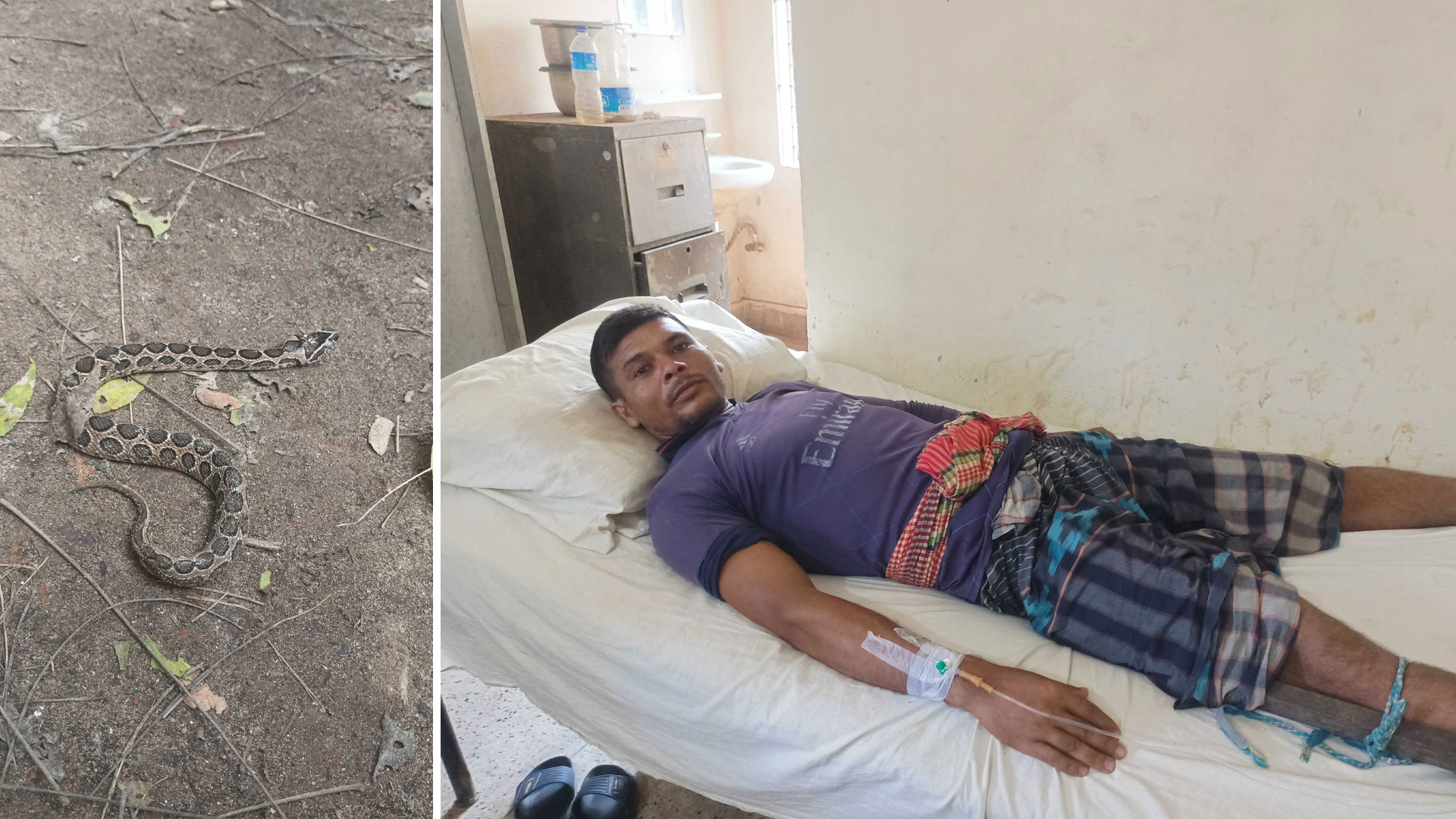 কামড়ের পর রাসেলস ভাইপার নিয়ে হাসপাতালে কৃষক