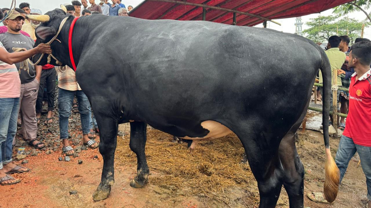 বড়লেখায় জমে উঠেছে কোরবানির পশুর হাট, সবার দৃষ্টি ‘নাসীরুদ্দীন পাটওয়ারী’তে