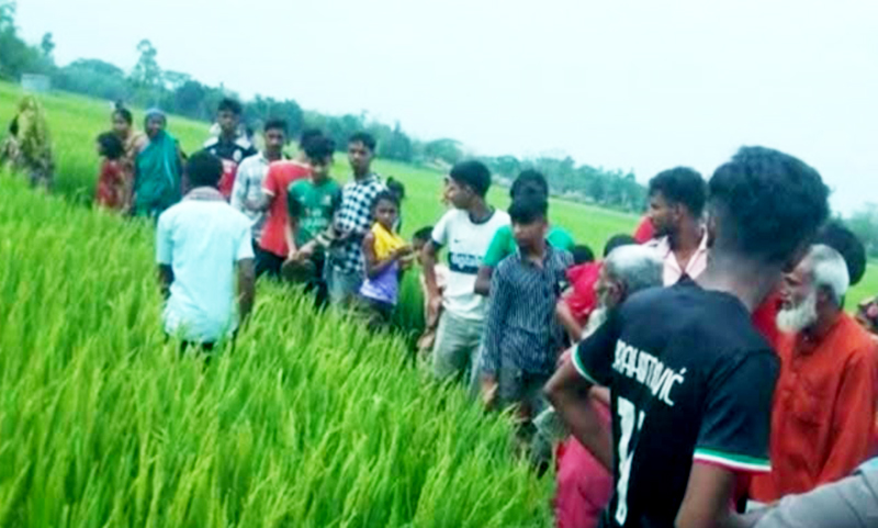 ধান ক্ষেতে পড়ে ছিল বৃদ্ধার লাশ