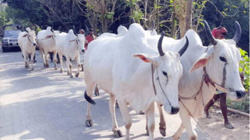 পশ্চিমবঙ্গে প্রকাশ্যে গরুসহ সব ধরনের পশু জবাই নিষিদ্ধ