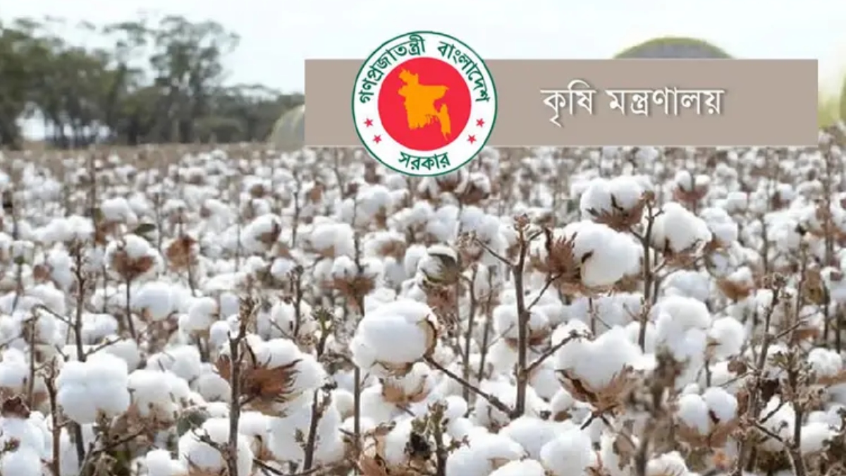 আমদানি নির্ভরতা কমাতে তুলা চাষে ২০ কোটি টাকার প্রণোদনা