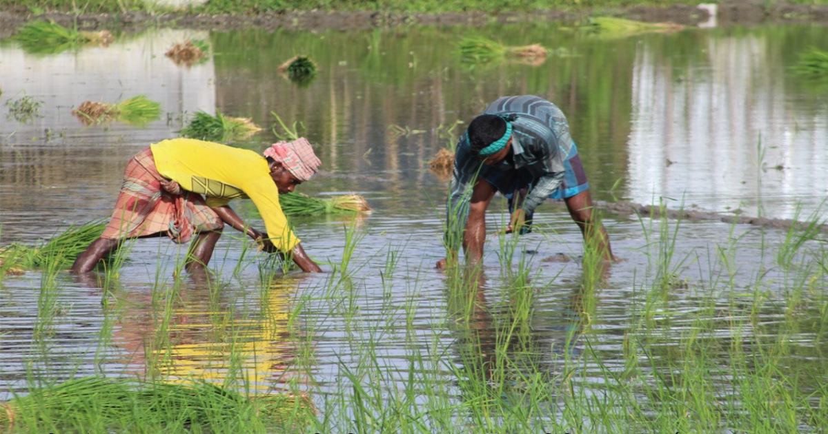 বৃষ্টিতে প্রাণ ফিরেছে রংপুর অঞ্চলের আমন আবাদে