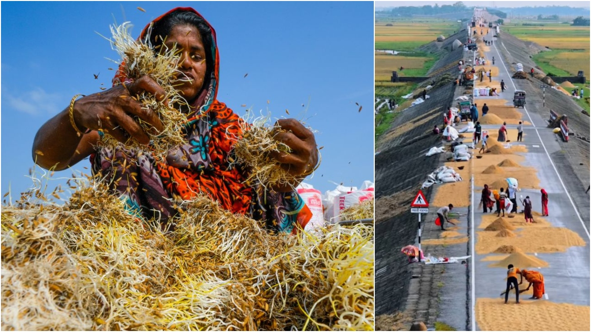 ধানের বাজারে ধস, মাঠ জুড়ে পানি— চরম সংকটে কিশোরগঞ্জের কৃষক
