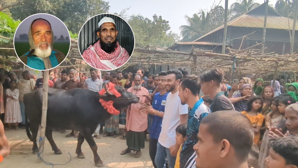 ভোটের বাজি জিতে মহিষ পেলেন বিএনপি সমর্থক