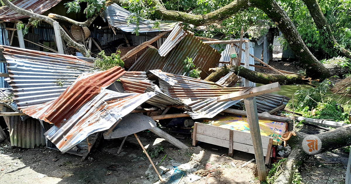 হঠাৎ ঝড়ে ঘরবাড়ি-গাছপালা লণ্ডভণ্ড, পান বরজের ব্যাপক ক্ষতি
