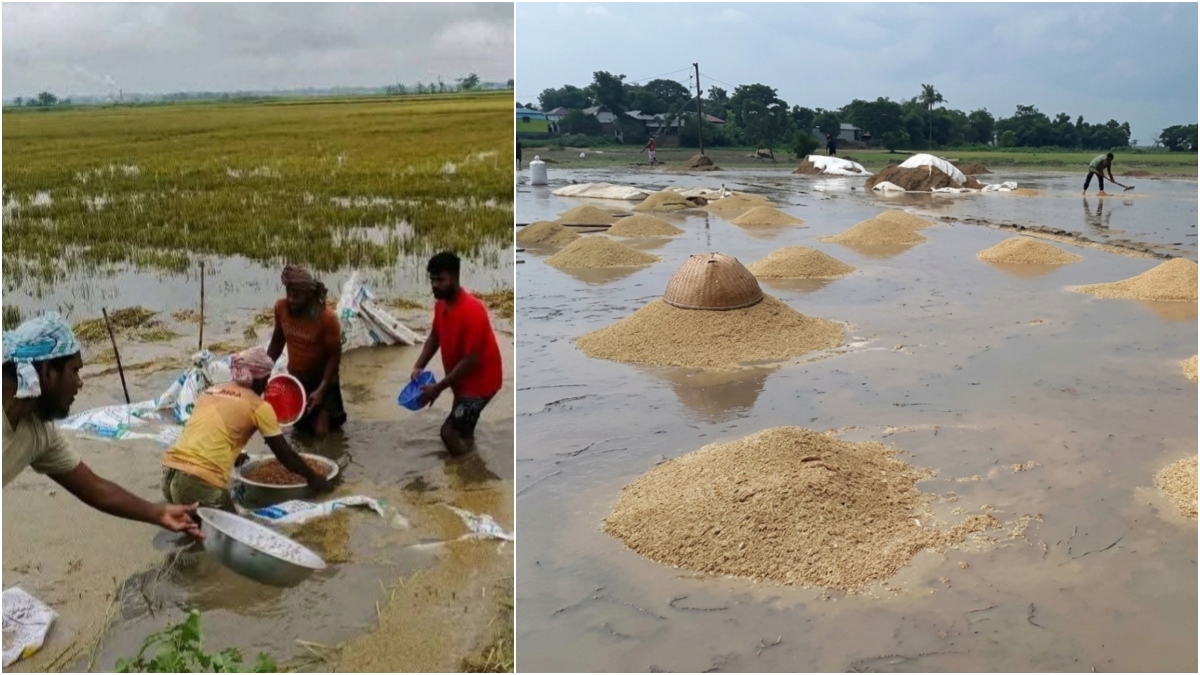 সুনামগঞ্জে টানা বৃষ্টি-পাহাড়ি ঢলে ডুবছে ধান, বিপাকে হাওরাঞ্চলের কৃষক