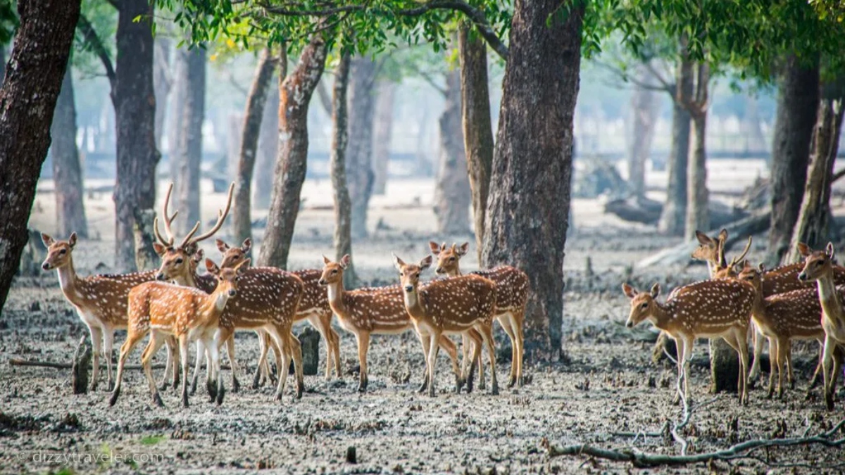৩ মাস পর দুয়ার খুলল সুন্দরবনের, প্রকৃতিতে সজীবতা